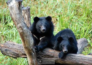 کشف و ضبط دو توله خرس سیاه آسیایی در نایین